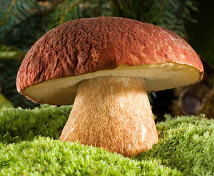 brown cap mushroom on moss close up