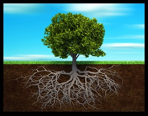 Section in soil showing the root of a tree - 3d render illustration; Shutterstock ID 63001576; PO: The Huffington Post; Job: The Huffington Post; Client: The Huffington Post; Other: The Huffington Post