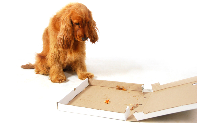 Disappointed puppy stearing into an empty pizza box