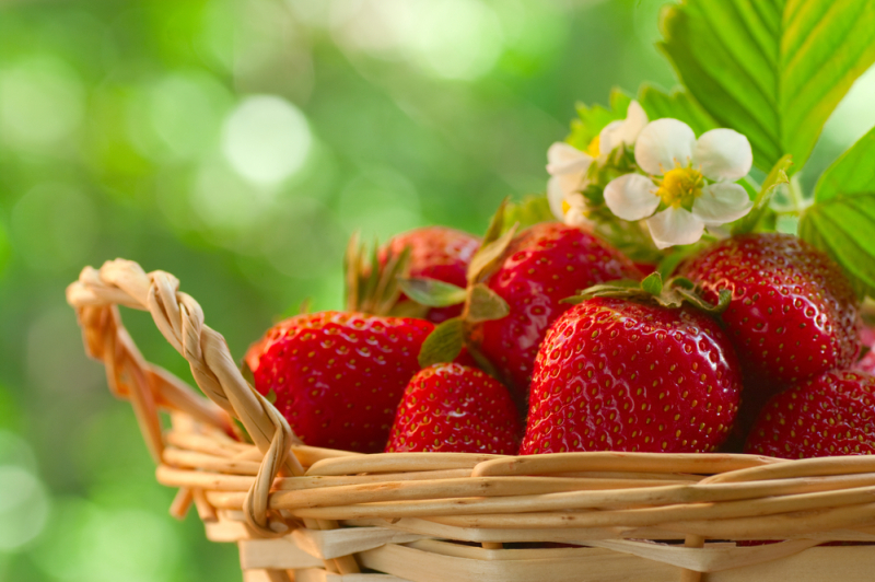 Strawberries in a basket in the garden 