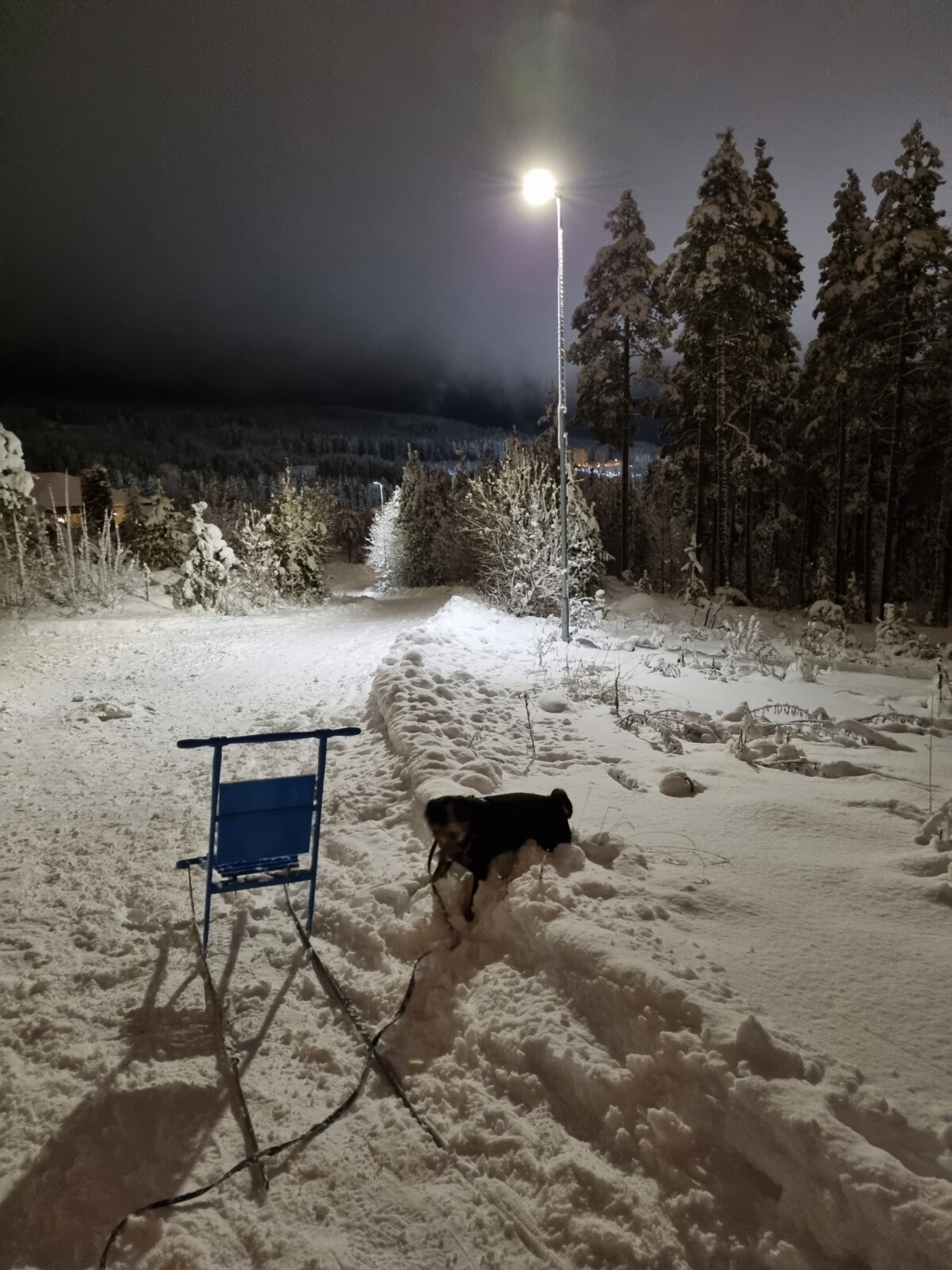 Spark, snø og hund