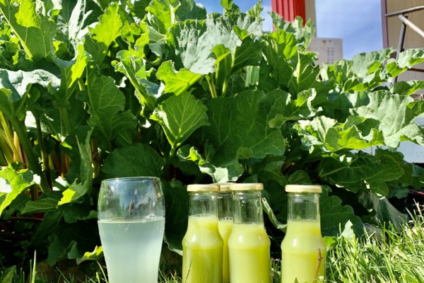 Rabarbra juice – «sommerens sitron»