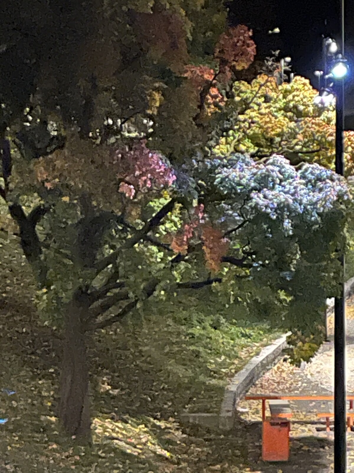 Et vakkert belyst høst tre i Oslo en oktoberkveld er mer enn nok til å glede livsnyteren i meg. Det gjelder å finne nye spor når livet sporer av. Men innimellom blir det mørkt. Skikkelig mørkt. 
