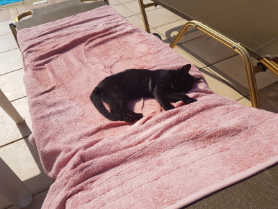 Katt på solseng.