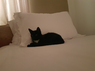 Katt, seng og hotell på Triton på Kreta.