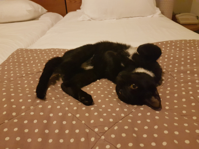 Natt, seng og kattepus inne på hotellrommet.