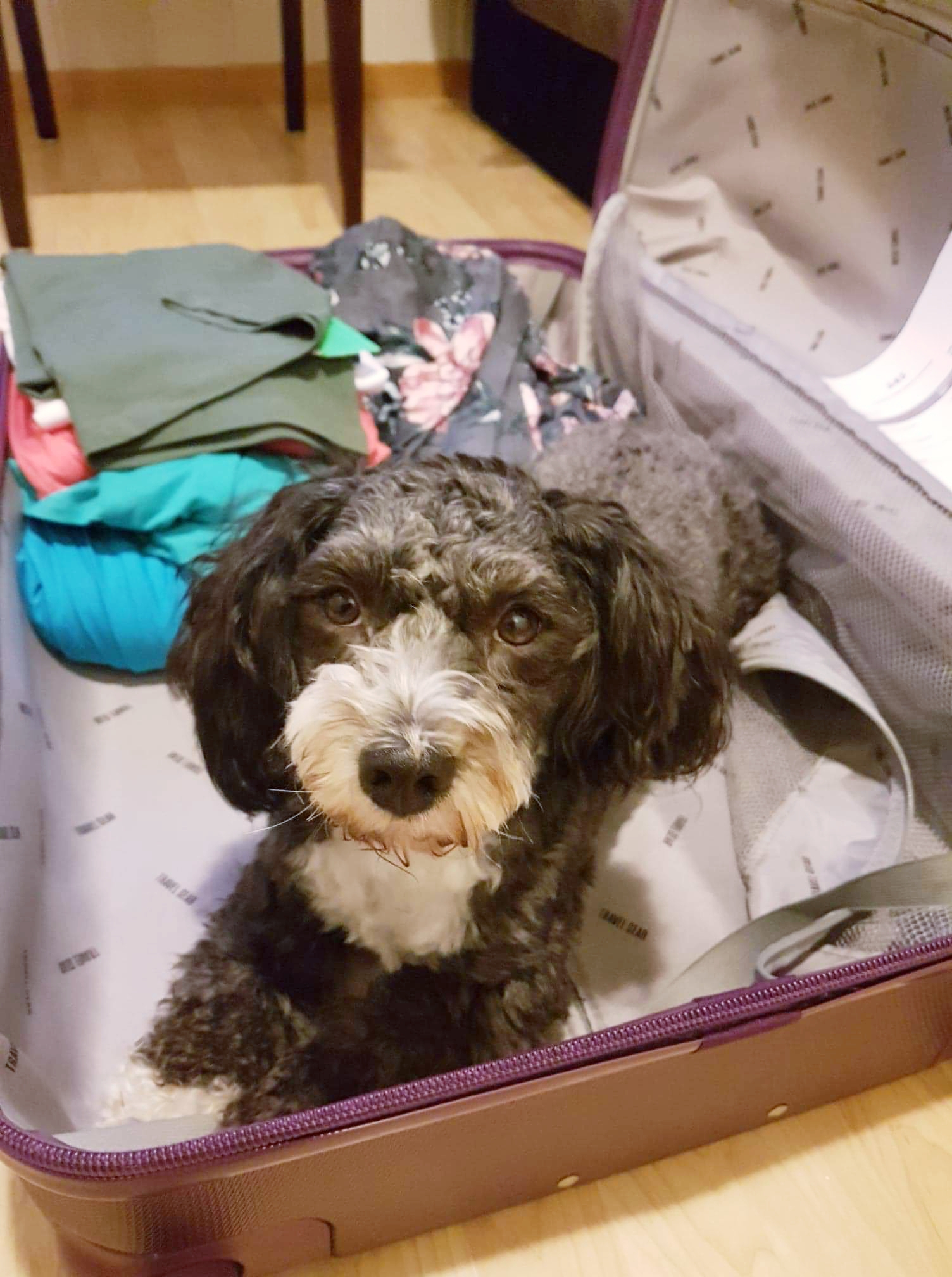 Snoopy i kofferten.