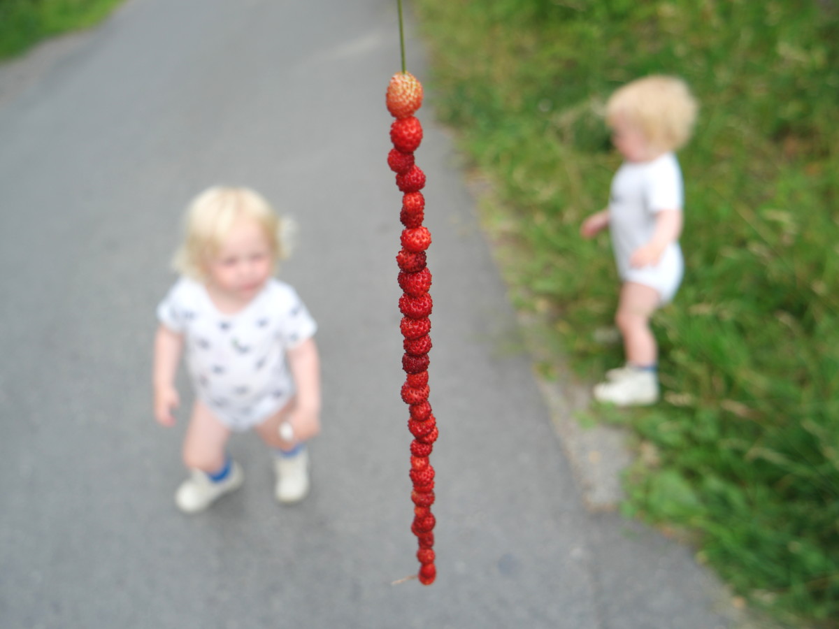markjordbær på strå med barn i bakgrunnen