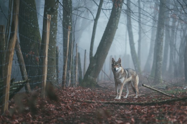 De ensomme ulver