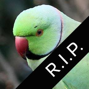 Kjendis-papegøyen Gunnar fra Moss er død