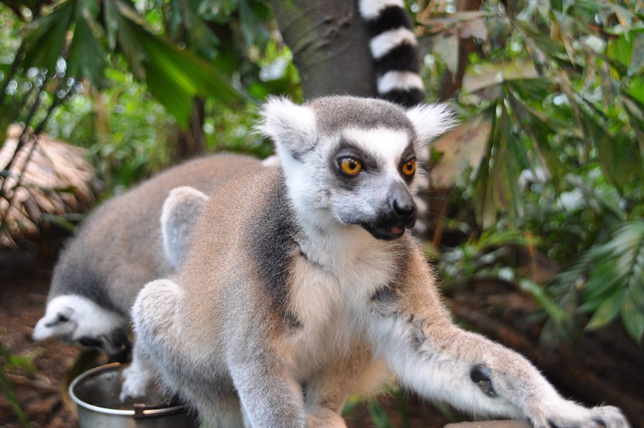 Den siste Lemuren lever fortsatt, og er sett på Gryting fredag kveld