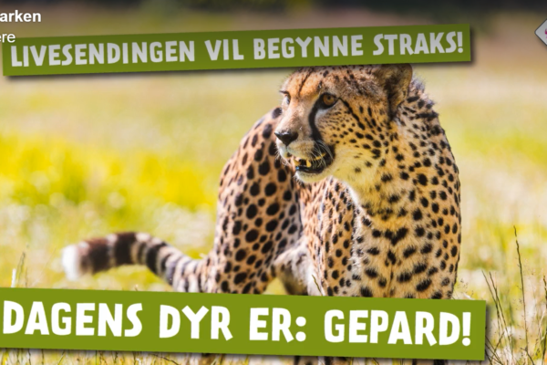Snart blir det Gepard-fødsel i Dyreparken. Se LIVE-sending her! «Kimani» har termin 19. april. Vi følger Geparden minutt-for-minutt fremover