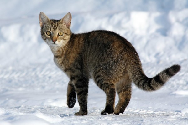 Det er mange tusen flere katter i Norge enn det er familier som ønsker en katt