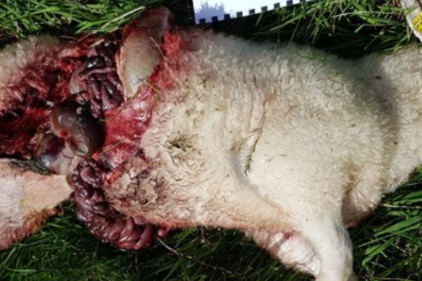 Fylkesmannen har gitt fellingstillatelse etter at et lam ble drept av en ulv like i nærheten av fylkesgrensen