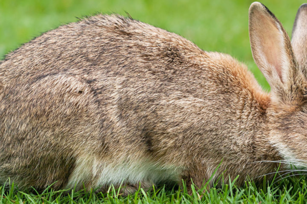 Det har vært stor etterspørsel etter kaniner, men Dyrebeskyttelsen Norge frykter at det vil bli en massiv dumping av kaniner tiden fremover