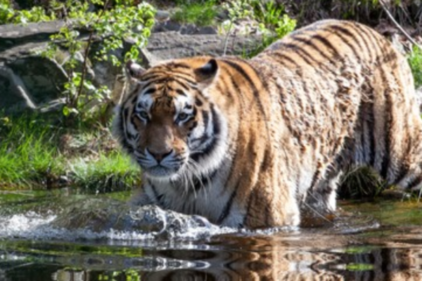 En tiger avlivet i dyreparken