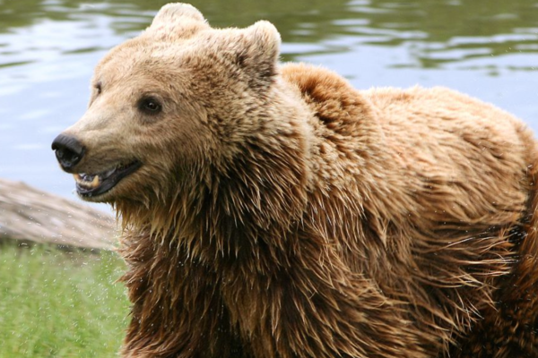 Statens Naturoppsyn ber folk om å plukke bjørneskit