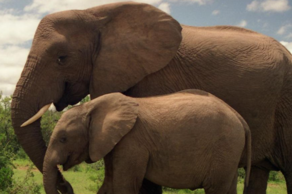 To ble funnet drept – elefanter tatt for drap