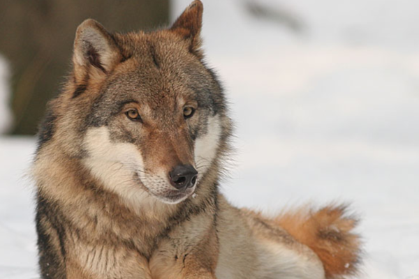 Så langt er det påvist 94-98 ulver i vinter