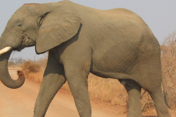 Mann (58) trampet til døde av elefant
