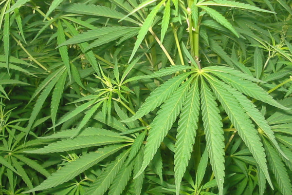 Vil legalisere bruk og regulert omsetning av cannabis