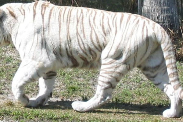 Savnet tiger funnet i god behold