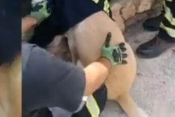 Hunden satt sittende fast – brannvesenet måtte rykke ut