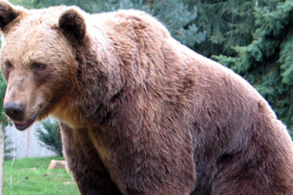En mann (57) ble drept av bjørn etter ha bitt i halsen, magen og i ribbeina