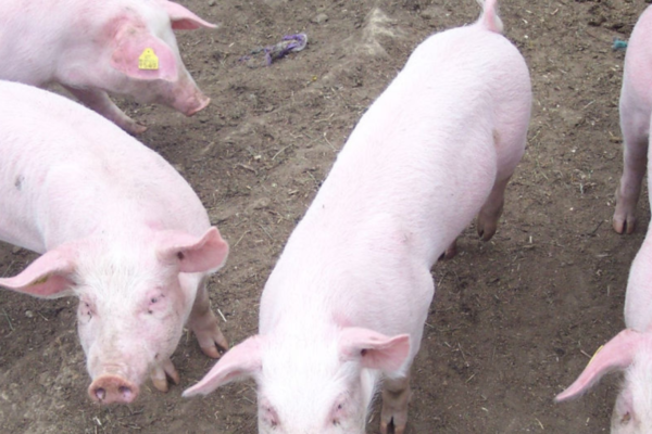 PFU har frikjent NRK i sak om bruk av skjult kamera hos grisebønder