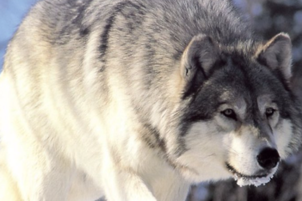 Idag ble første ulv skutt i Slettås-reviret