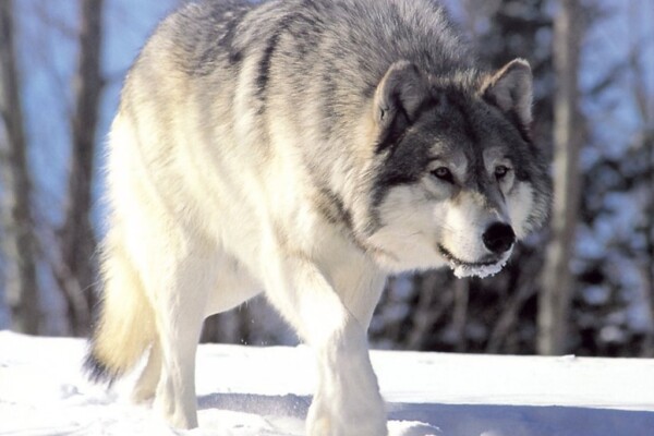 Statsforvalteren har gitt tillatelse til felling av en ulv