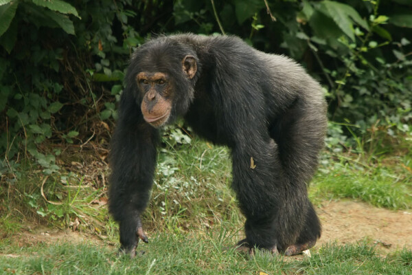 Sjimpanser skutt og drept