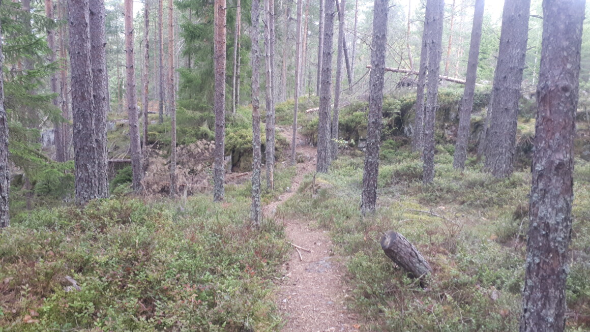 Østmarka; Trolldalsåsen – Breidåsen – Blåbærstien – Blå Exstra …