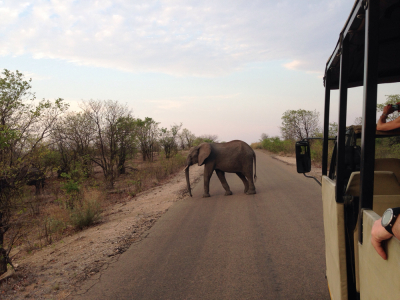 Safari i Kruger-parken, Sør-Afrika
