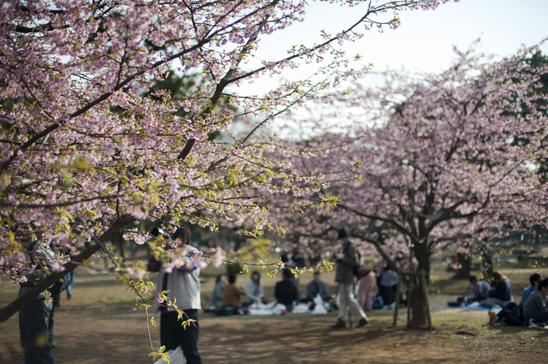 People admiring the annual spring display of pink cherry blossom on flowering prunus trees in Yoyogi Park, Japan