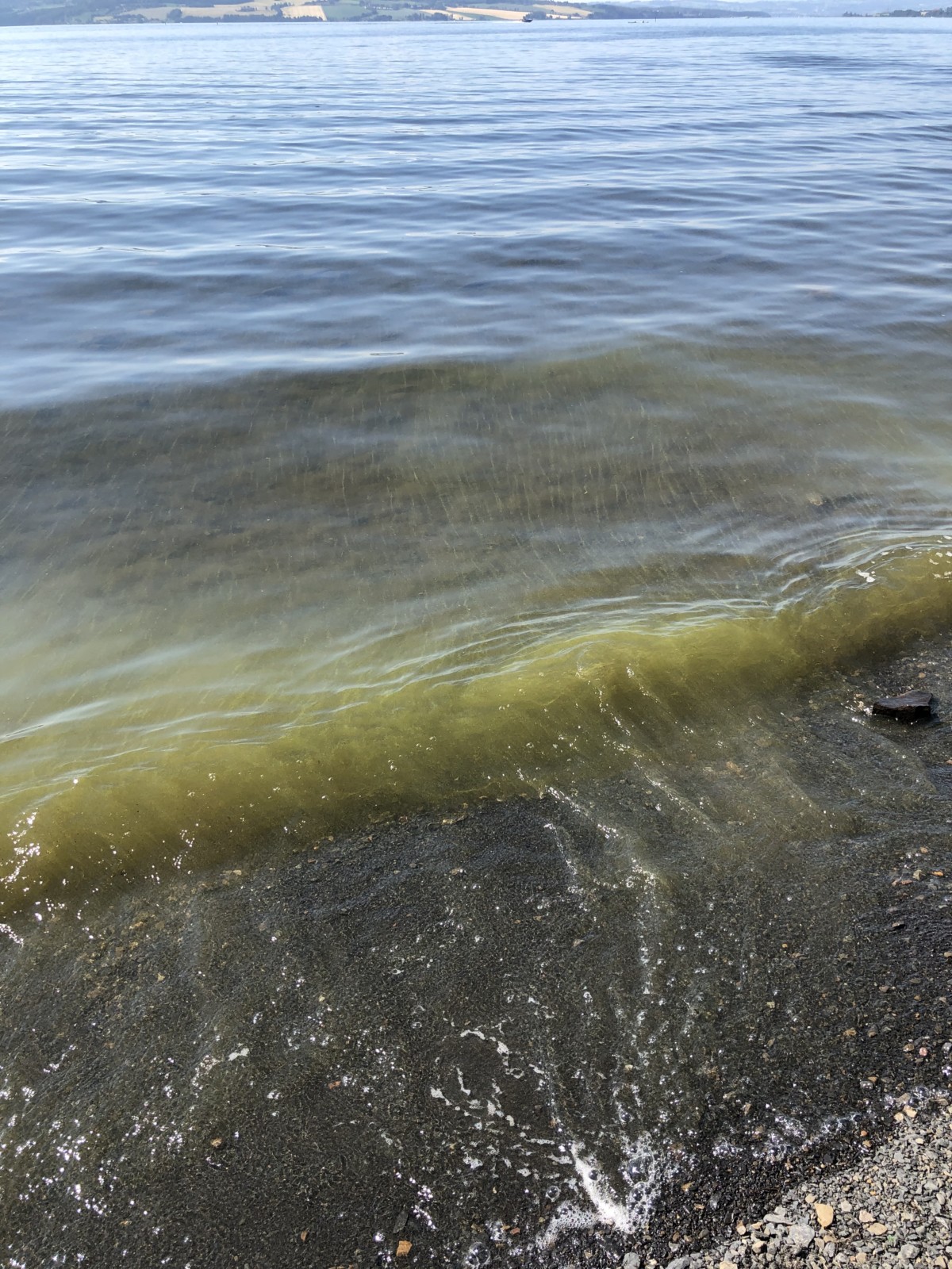 Blågrønne alger i Mjøsa og andre ferskvann