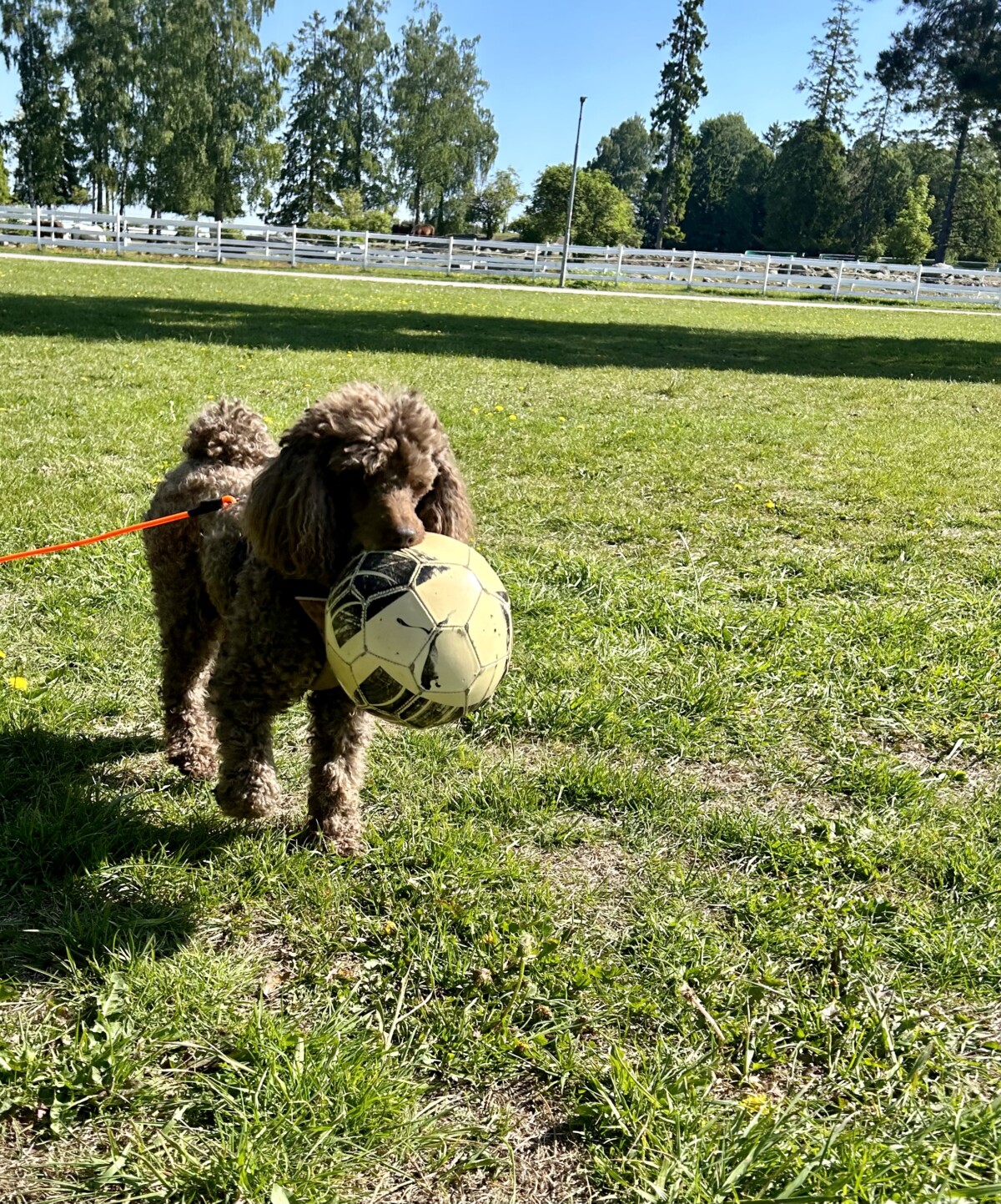 Mellompuddel Barney fant fotball i skogen