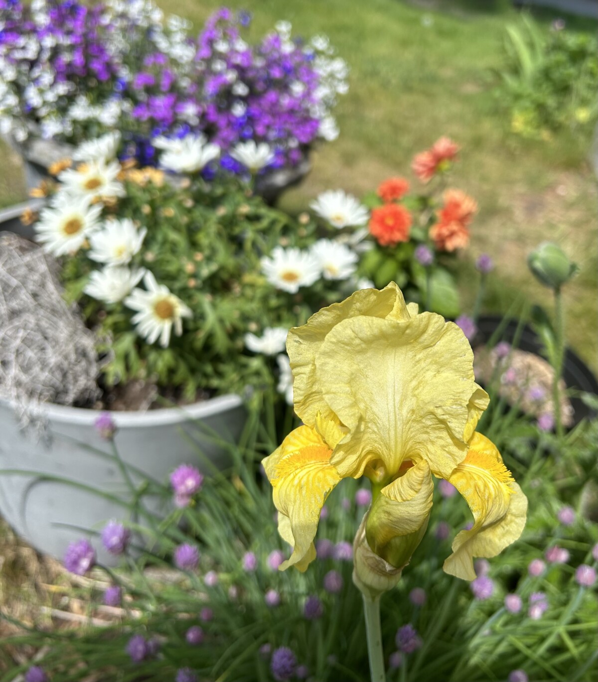 Gul iris og andre blomster i hagen min