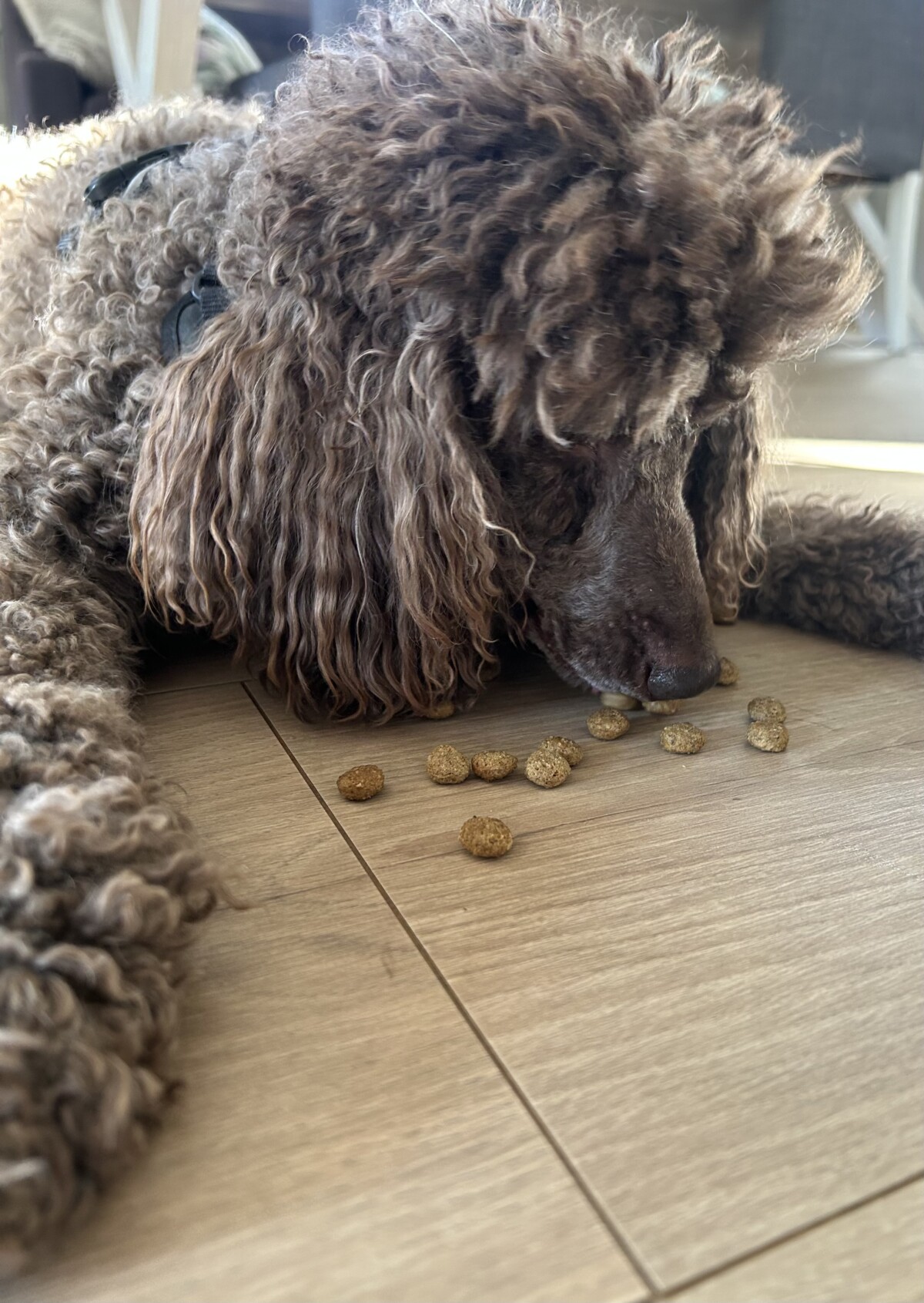 Mellompuddel Barney spiser pellets rett fra gulvet