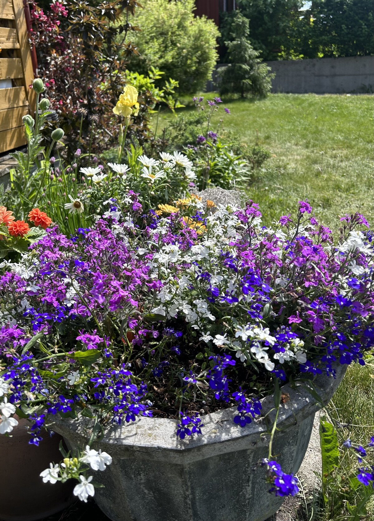 Hagen min med blomsterkrukker, lobelia,valmuer,iris og margeritter