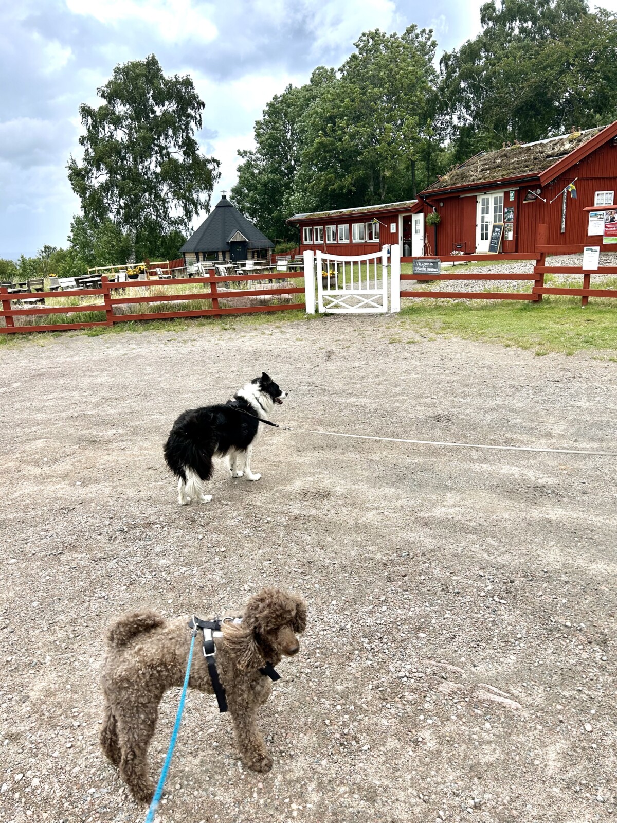 Barney og Blu ved Kinnekulle og Hällekis ved Vänern