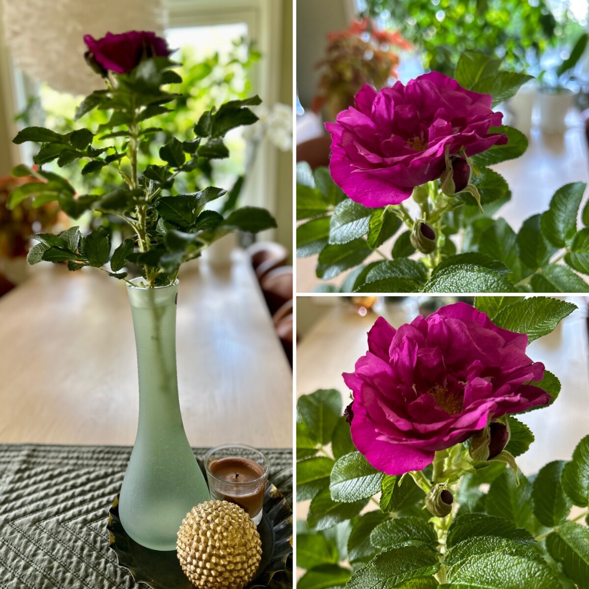 Rynkerose, nyperose, rosa rugosa tatt inn som snitt snittblomst grønn vase
