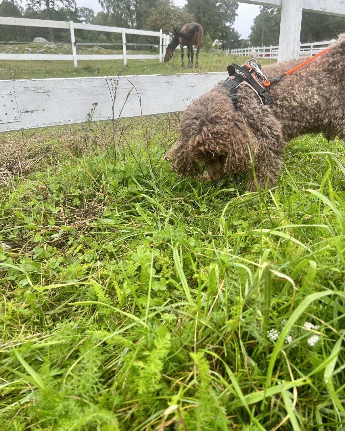 Mellompuddel Barney spiser gras ved hestene på Ekeberg 