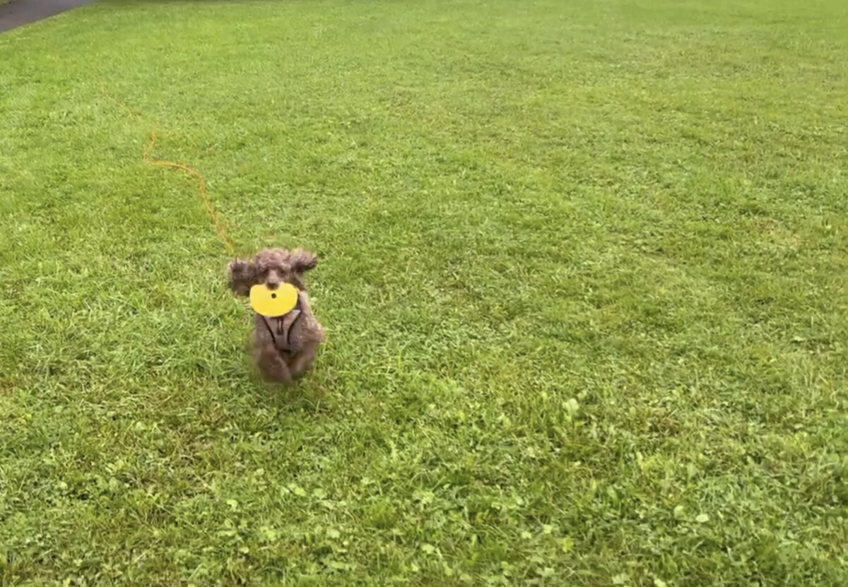 Mellompuddel Barney løper fort over grasmatta med frisbee i munnen