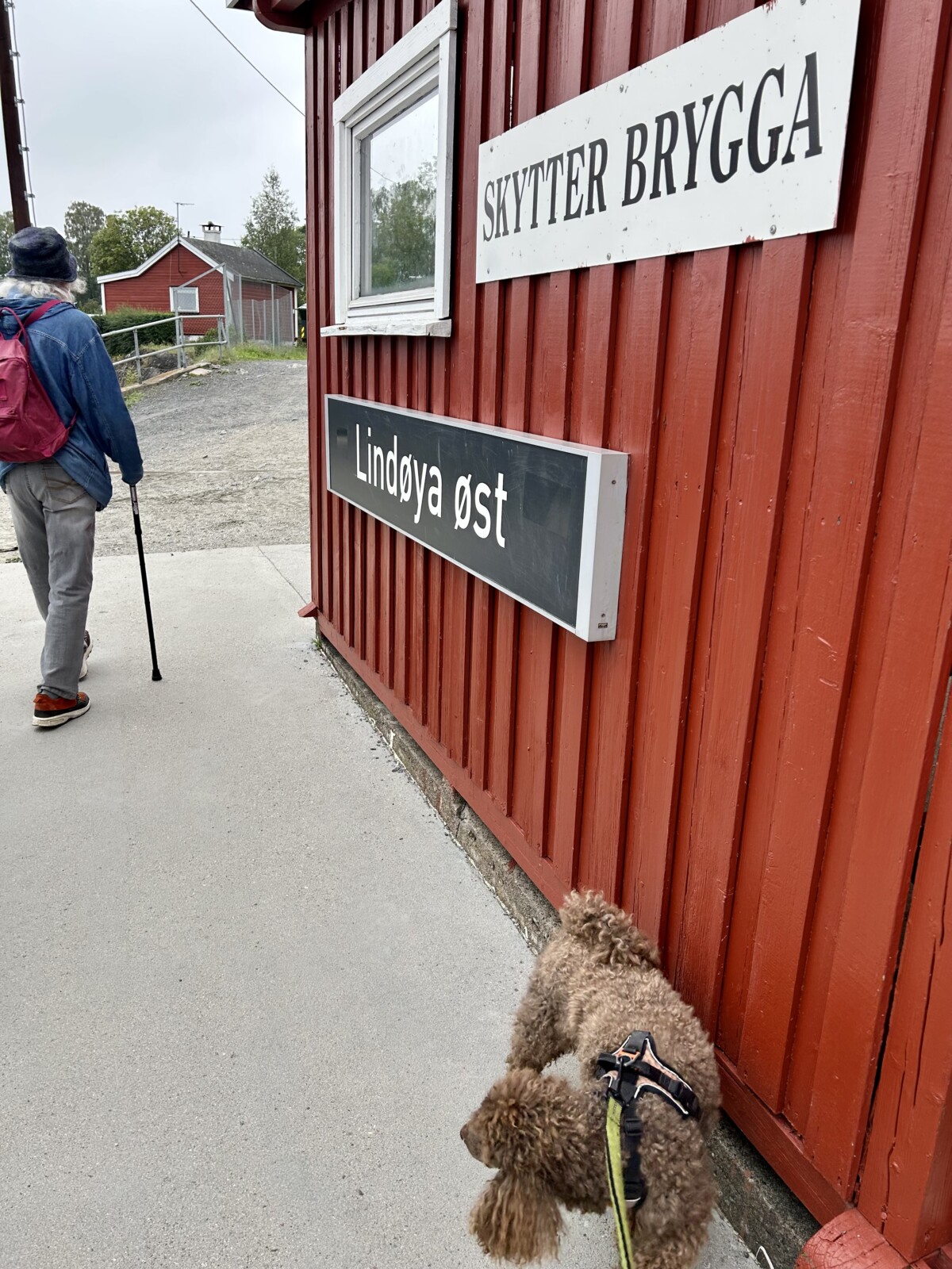 Puddel Barney, border collie Blu og Nabo A, som synes på bildet går i land på Lindøya øst