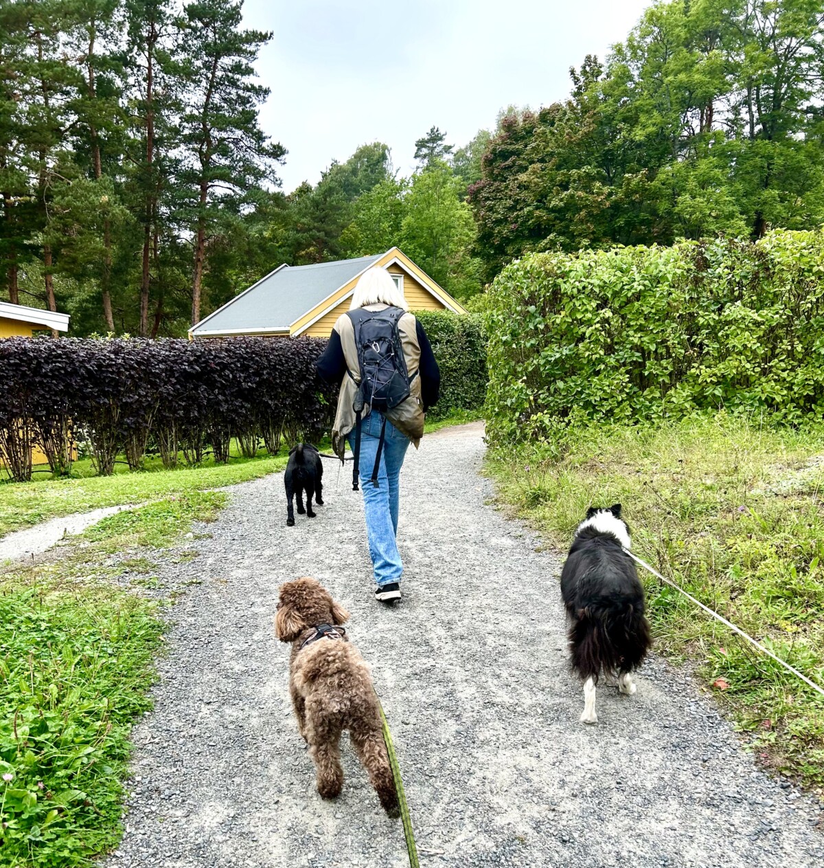 Nabo G, hundene Barney, Blu og Iva vandrer på veien på Lindøya i Oslofjorden