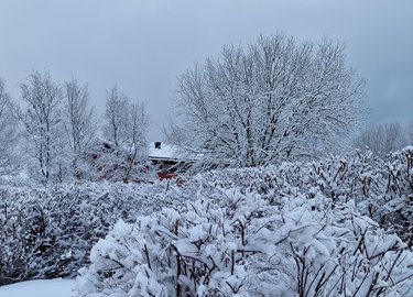 Vinterbilder fra hagen vår.