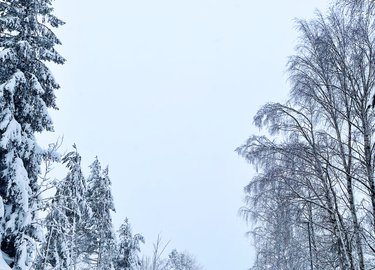 Sibirkulda i Sør-Norge: En frostbitende start på det nye året!