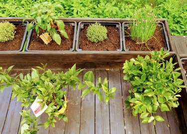 10 ideer til å dyrke mat i små hager: