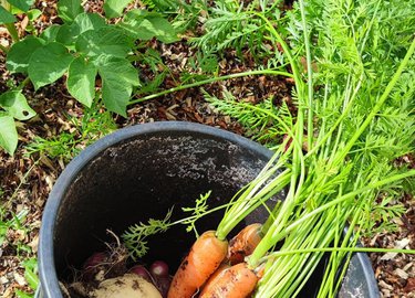 Velkommen til Little Eden Woodchipsgarden – en unik måte å dyrke mat på!